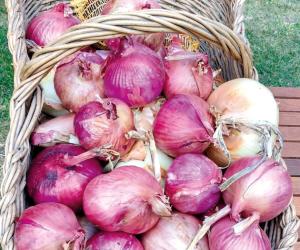 La rossa di Breme ritorna a Novalesa dopo un millennio