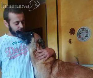Rivoli, addestratore sbranato dal cane? «Ipotesi poco plausibile»