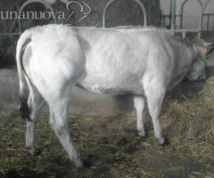 Alba, mucca ribelle: scappa per 6 mesi e si salva dal fuoco