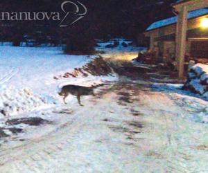 Mattie, va in scena la colazione del lupo in centro