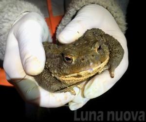 Avigliana: rospi al sicuro con le reti di protezione
