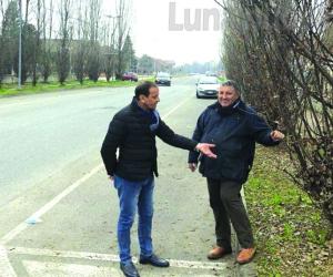 Pianezza, 60 pioppi pericolosi in viale Aldo Moro 