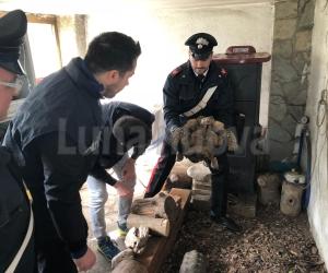Rivoli, traffico illegale di specie protette: un denunciato