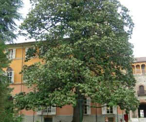 Rivalta, cure per la pianta monumento del castello Orsini