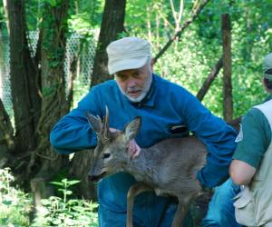 Ritorno alla natura: quattro caprioli liberati nei boschi di Caprie