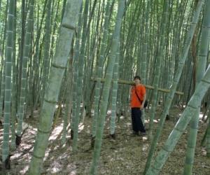 Collegno, coltivare bambù gigante: un vero affare