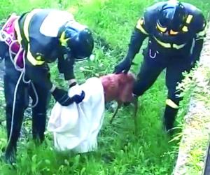 S.Antonino: il capriolo finisce nel canale, lo salvano i pompieri