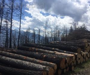 Mompantero: apre la strada, Rocciamelone libero