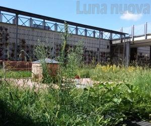 Collegno, poca manutenzione: il cimitero diventa savana