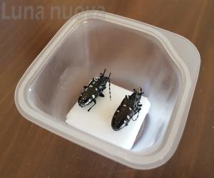 Vaie colpita dal tarlo asiatico del fusto: primo focolaio in Piemonte