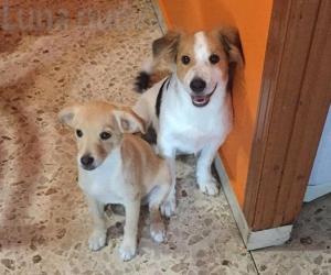 Beinasco, bocconi sospetti in via Mirafiori: cani intossicati