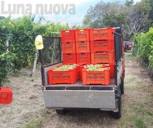 Vendemmia, un'ottima annata per le vigne valsusine
