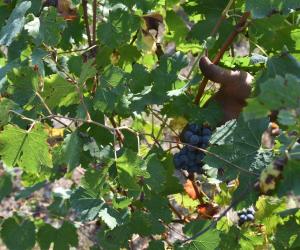 Raid in vigne alle Crotte di Chianocco, rubata tutta l'uva