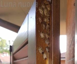 S.Ambrogio: invasione di cimici asiatiche nei giardini dell’Oltreferrovia
