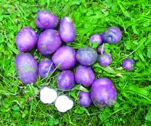 Sauze d'Oulx, in arrivo le patate delle Highlands