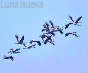 La rotta delle gru è sulla valle di Susa
