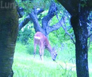 Villardora, il capriolo ucciso davanti a casa: un colpo al cuore