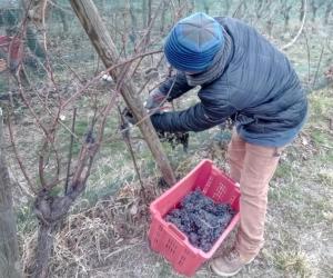 Exilles-Chiomonte: al lavoro nelle vigne per il vino del ghiaccio