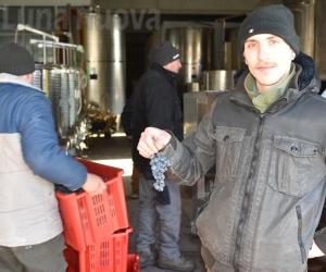 Il vino del ghiaccio nasce in mezzo al filo spinato