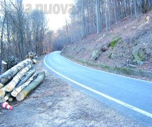 Condove, taglio degli alberi lungo le strade: missione compiuta
