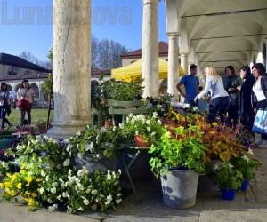 Collegno, Follia in fiore: un'invasione annunciata