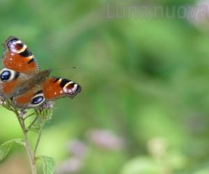 Piossasco: il censimento delle specie primo passo verso il piano ecologico