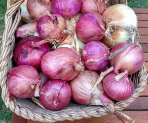 Tutti pazzi per la cipolla rossa di Novalesa