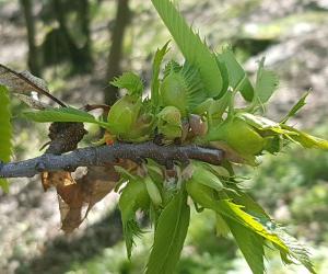 Torna l'incubo cinipide galligeno nei castagneti valsusini