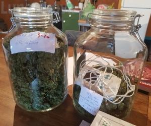 L'effetto della Cassazione anche sulla cannabis light valsusina