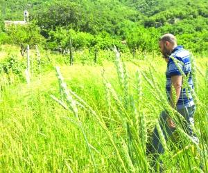 Grani antichi: rimettere il mulino al centro del villaggio