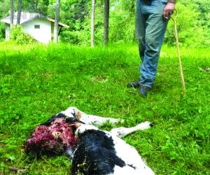 Mattie: i lupi attaccano la mandria, sbranato il vitello