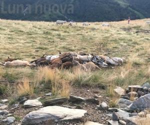 Giaveno, ecatombe di ovini all'Alpe Colombino