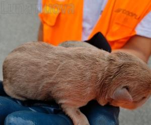 Bruino, cuccioli nel cassonetto: due denunciati per maltrattamenti  