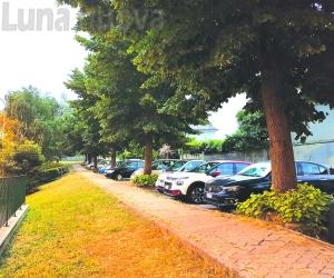 Caselette, i sette tigli alzano bandiera bianca: saranno abbattuti