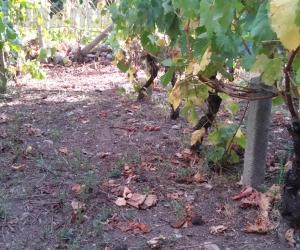 Cinghiali e flavescenza, nubi nerissime sulla vendemmia 2019