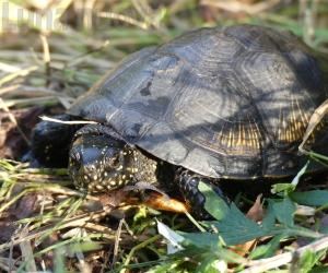 Testuggini palustri nei laghi di Caselette: una specie rara in val Susa