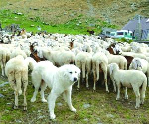 Maggiori fondi per gli animali preda del lupo