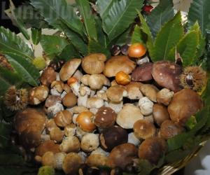 Giaveno, lite sul funghi: arrivano le querele
