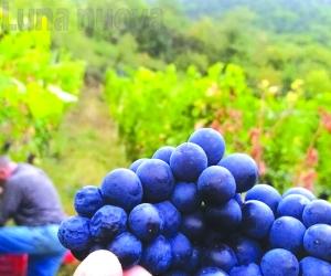 Siccità, ungulati e ladri d'uva, meno 30% tra i filari