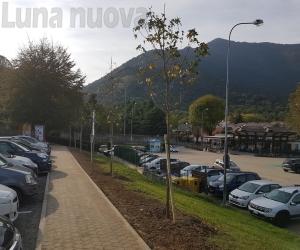 Caselette: piantati i sette alberi al posto dei tigli in Strada Contessa
