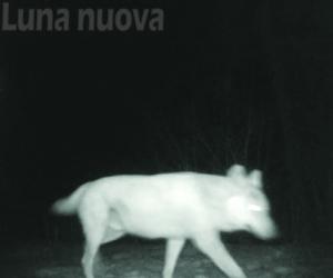 Le donne che catturano il lupo sui monti di Mattie