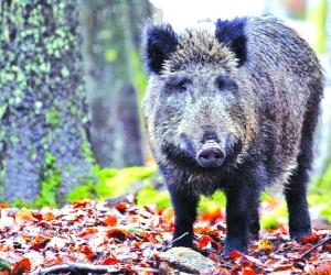 È allarme trichinellosi in valle di Susa: i casi salgono a 46