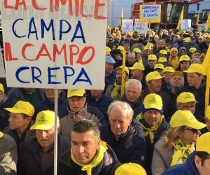 Cimice asiatica: lotta aperta dalla Coldiretti