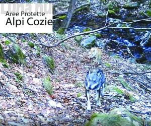Fotografato il primo ibrido lupo-cane?