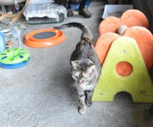 Nonna Mela, i gatti della Brunetta cercano un nuovo rifugio