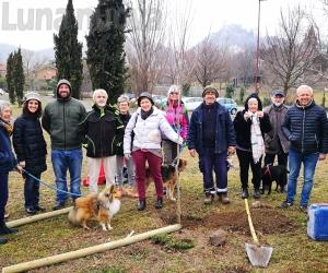 Avigliana, i nuovi alberelli illuminano la città