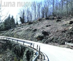 «Strage di alberi sulla strada per il Col del Lys: è uno scempio»