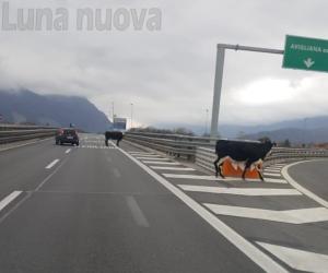 Avigliana, mucche a spasso in autostrada: lieve tamponamento