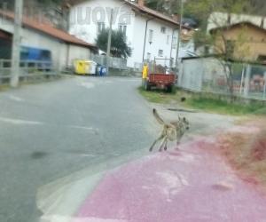 Strade deserte, un lupo a spasso per Venaus