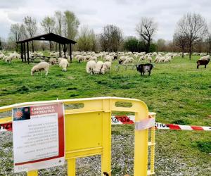 Rivalta, le pecore al parco fanno sorridere la rete